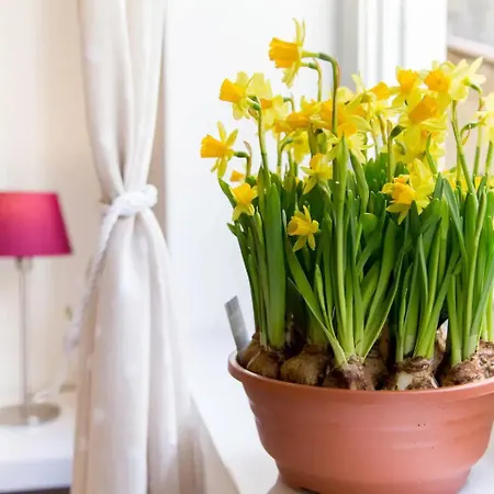 Perla - Cozy In Piazza Navona